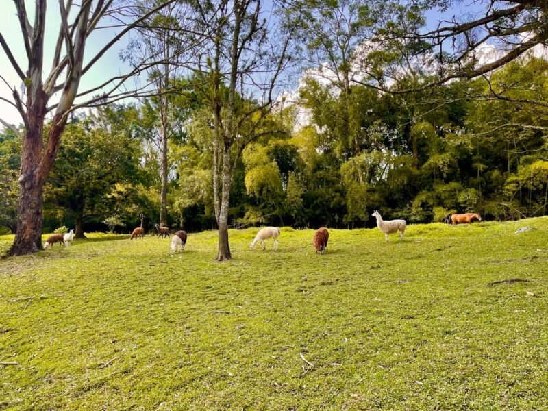 6. Finca en Girardota