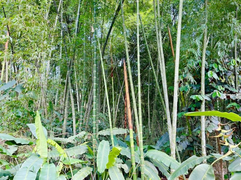 6. Finca en Girardota