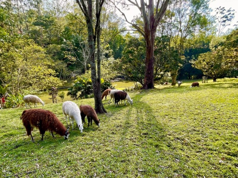 6. Finca en Girardota