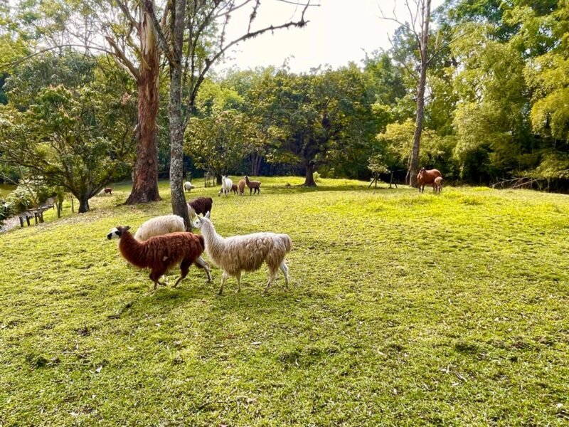 6. Finca en Girardota