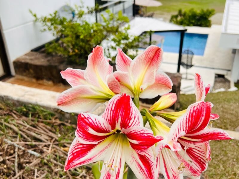 23. Finca en Copacabana verdeda la Chosca