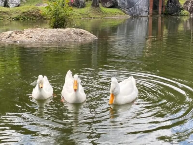 26. Finca en parcelación en Barbosa